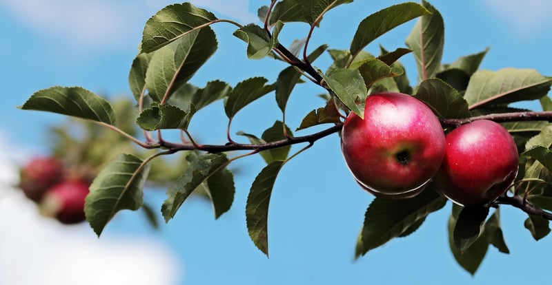 Fresh fruits for a balanced diet